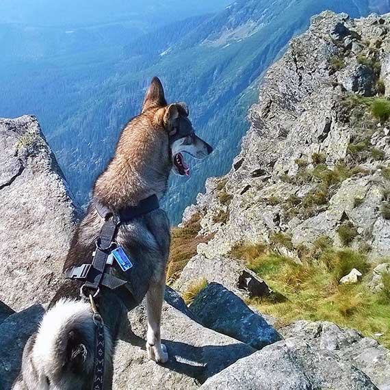 Dog sporting a SafePet ID Tag during a trip to the mountains?>