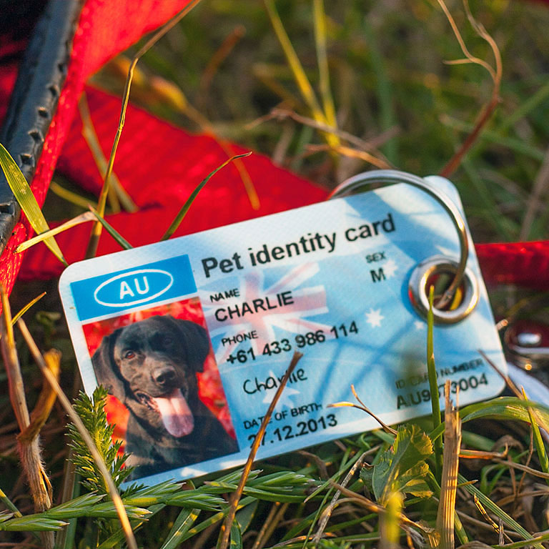SafePet Personalized Pet ID Tag for dogs and cats