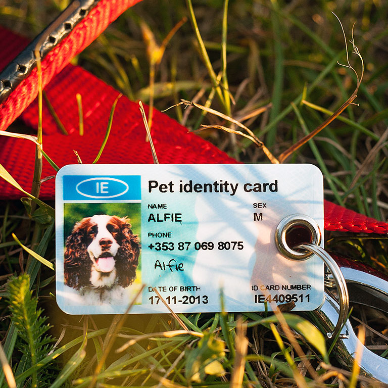 SafePet Personalized Pet ID Tag for dogs and cats