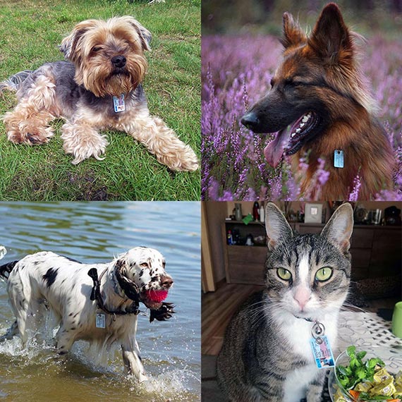 Dogs and cats wearing a SafePet Personalized ID Tags
