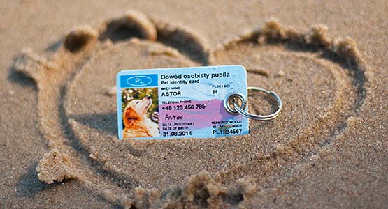 Adresówka dla psa Dowód osobisty pupila - zdjęcie na plaży